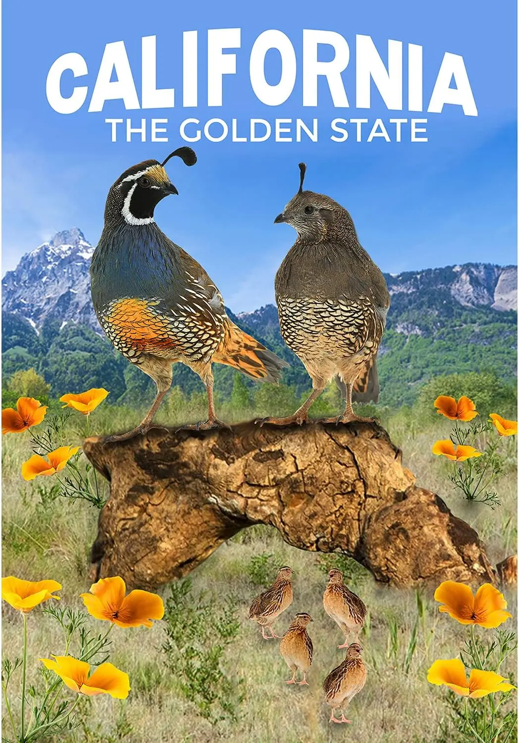 America Forever California State Garden Flag- 12.5 x 18 inches - California Quail Family USA Regional Yard Outdoor Decorative Do