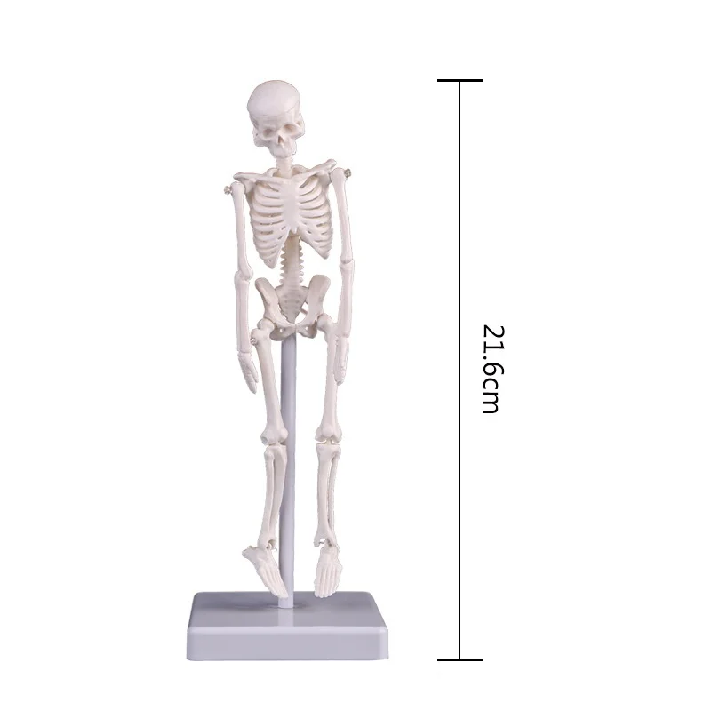 21 cm Miniature Human Skeleton Model Whole Body Skeletal Simulation Medical Model