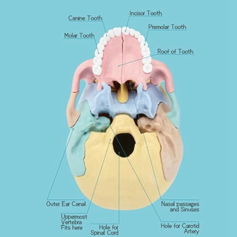 Modelo destacável do crânio humano para o ensino clínico, mini enigma anatomia humana, 1 conjunto