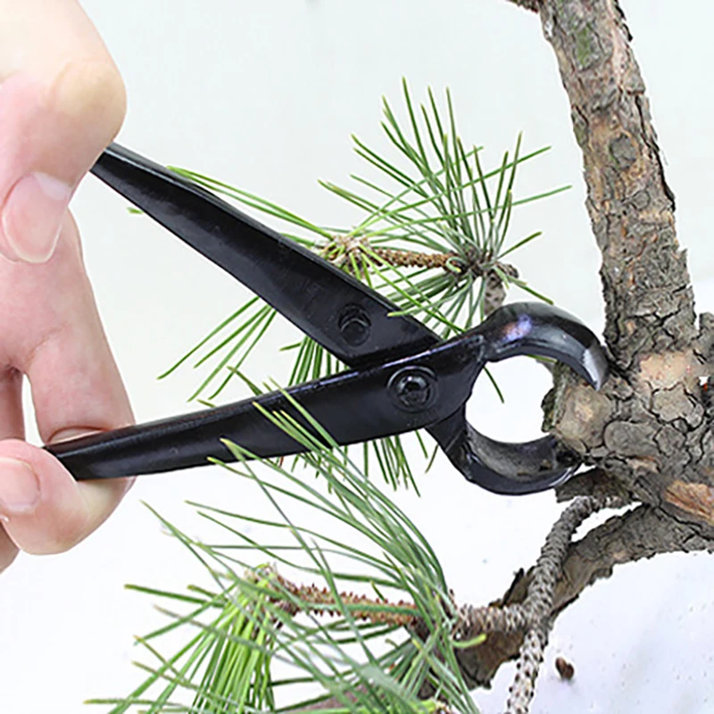 Modelowanie krajobrazu narzędzia do bonsai ogrodowych 210mm Bonsai obcinacz do gałek wklęsły obcinacz do krawędzi szczypce do cięcia korzeni nożyce do cięcia kulkowego
