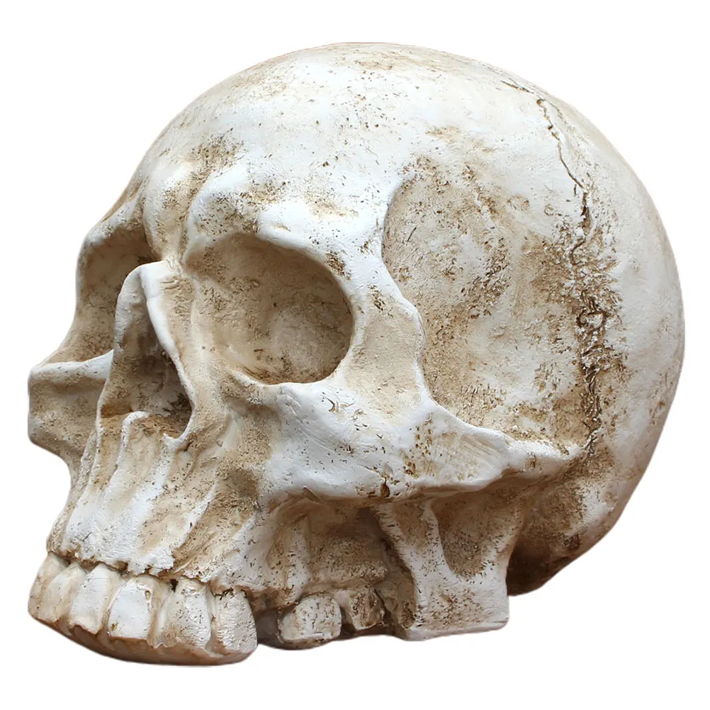 

Big Skull Decorations Resin Craft Decorative Halloween Party Simulation Realistic Fake Carved Sculpture Human Bones