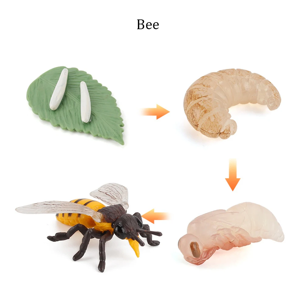 Early Education Life Cycle Chicken Dragonfly Model Figurine Simulation Animals Growth Cycle