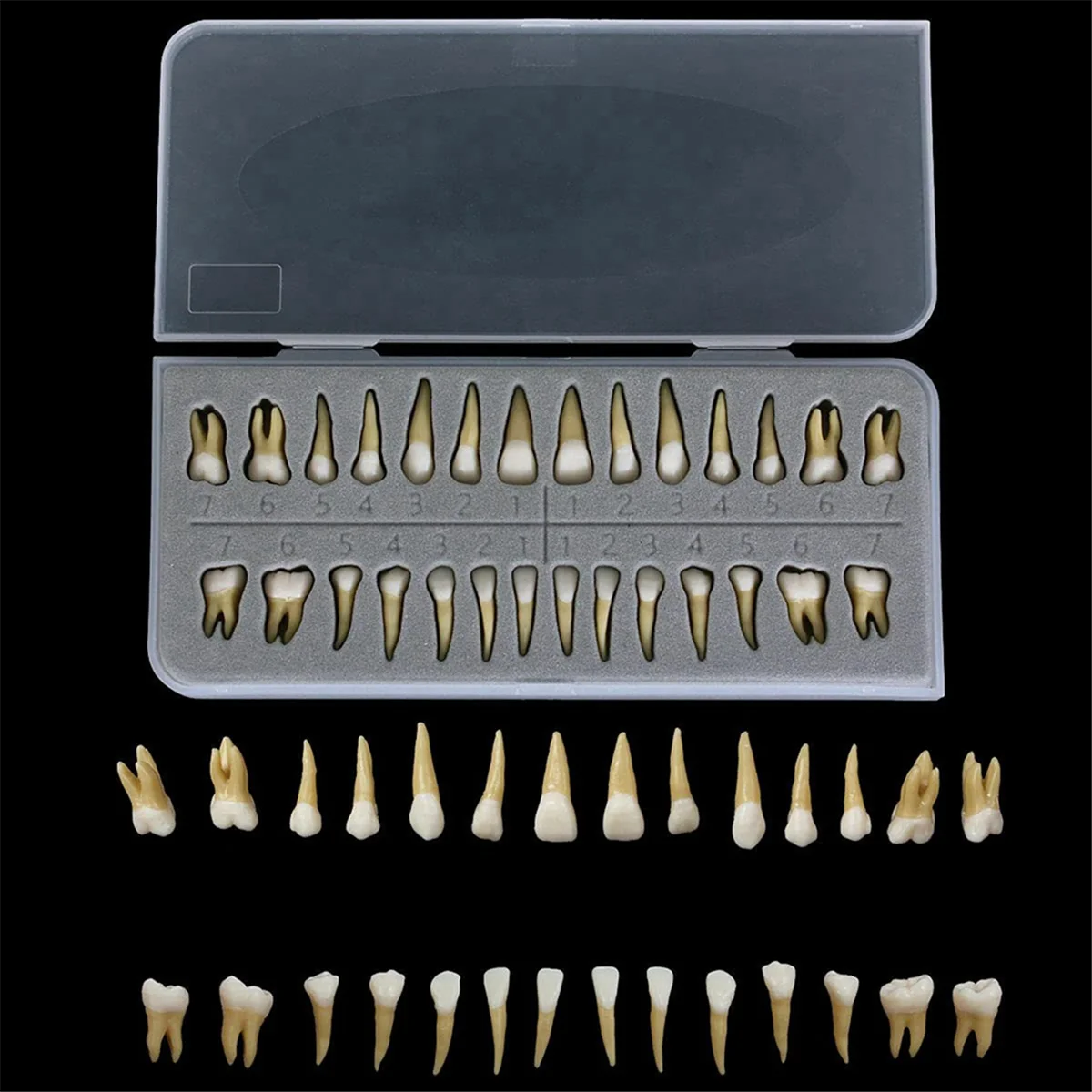 28Pcs Tooth Model 1:1 Permanent Teeth Model Dental Resin Tooth Demonstration Tooth Education Teach Study