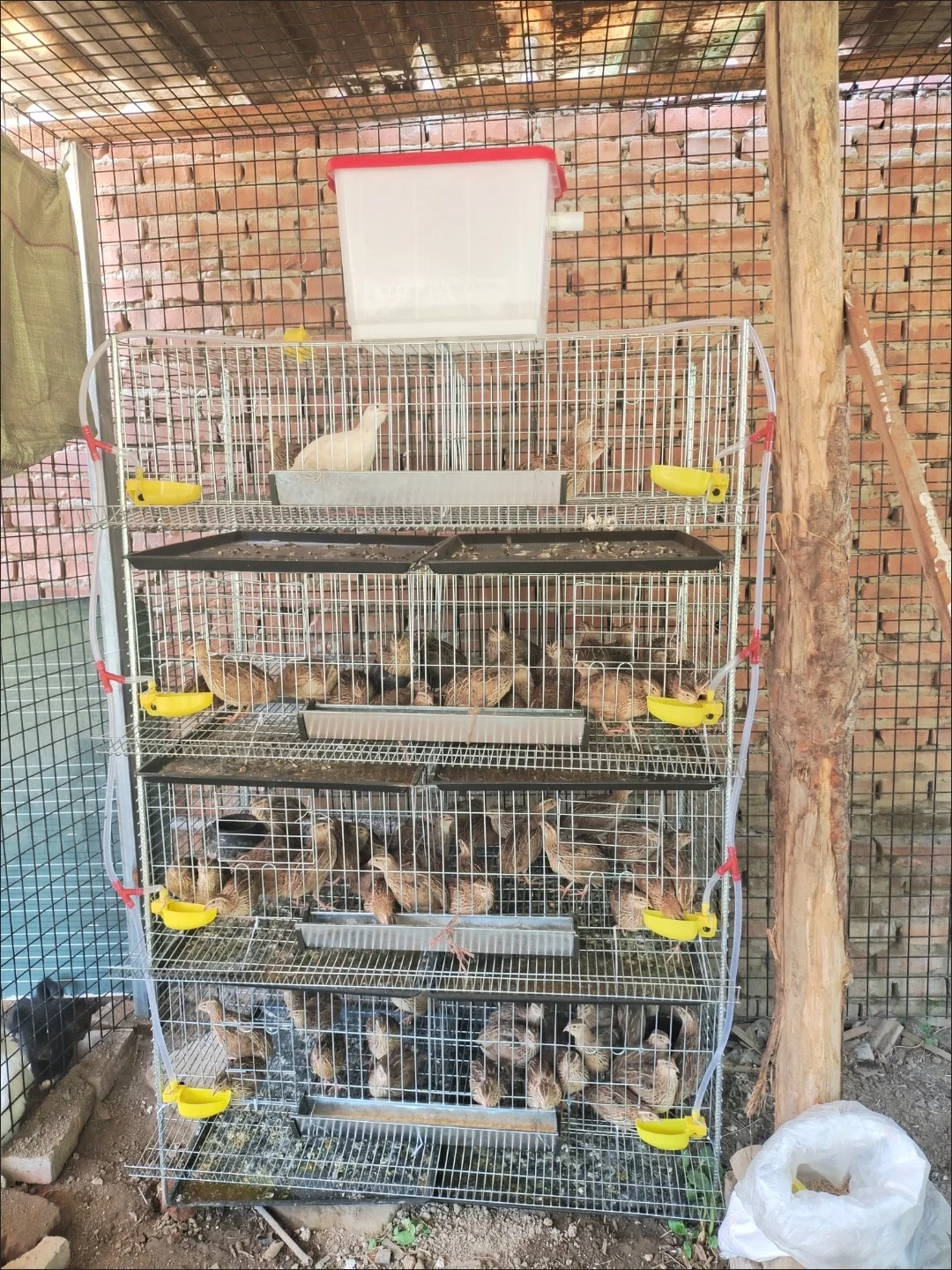 Gabbia per quaglie di tipo H premium per una produzione efficiente delle uova Gabbie per quaglie per allevamento di pollame in nuova condizione