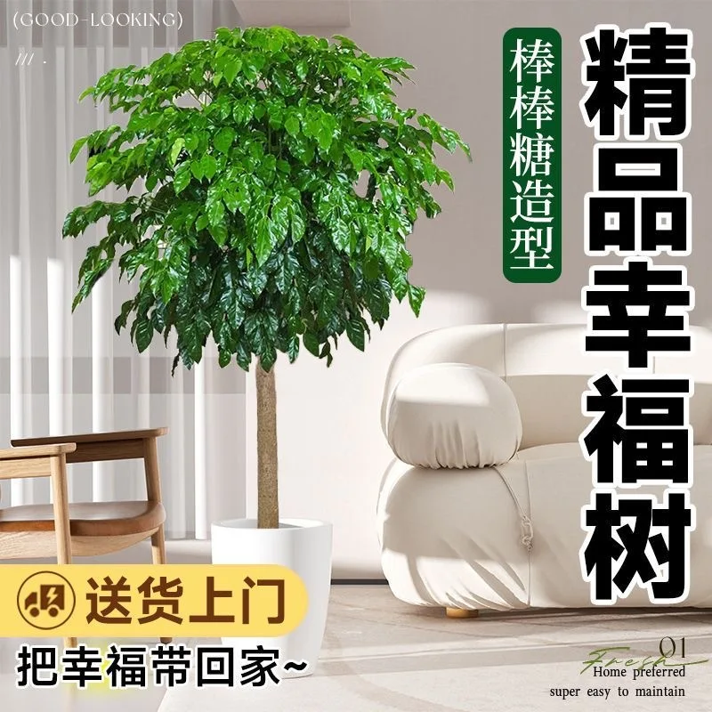 Happiness tree living room large potted old pile green plants indoor and outdoor peace tree bonsai formaldehyde absorbing plants