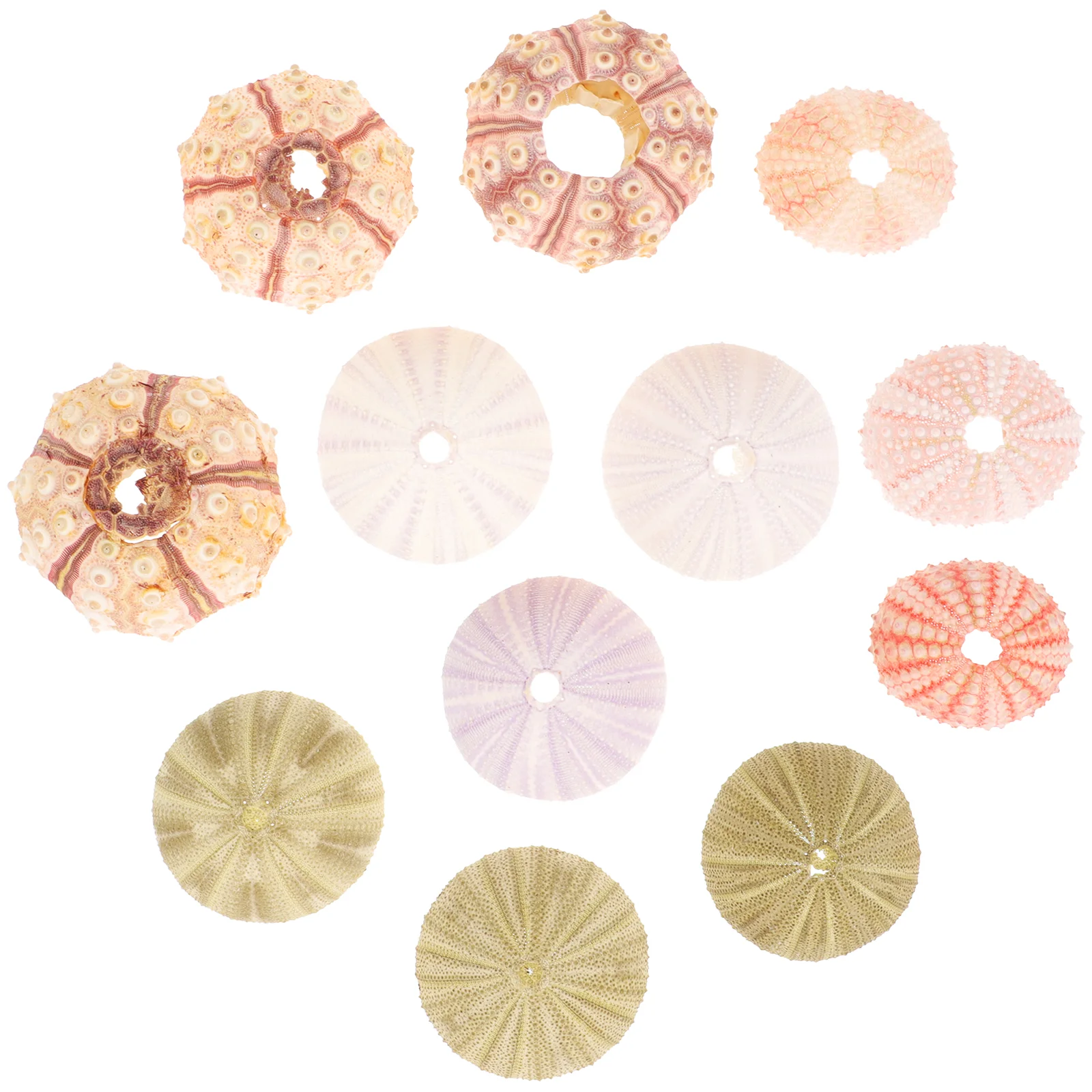 12 Pcs Mini Natural Shell Conch Fish Tank Accessories Decorations Hanging Sea Urchin Pot