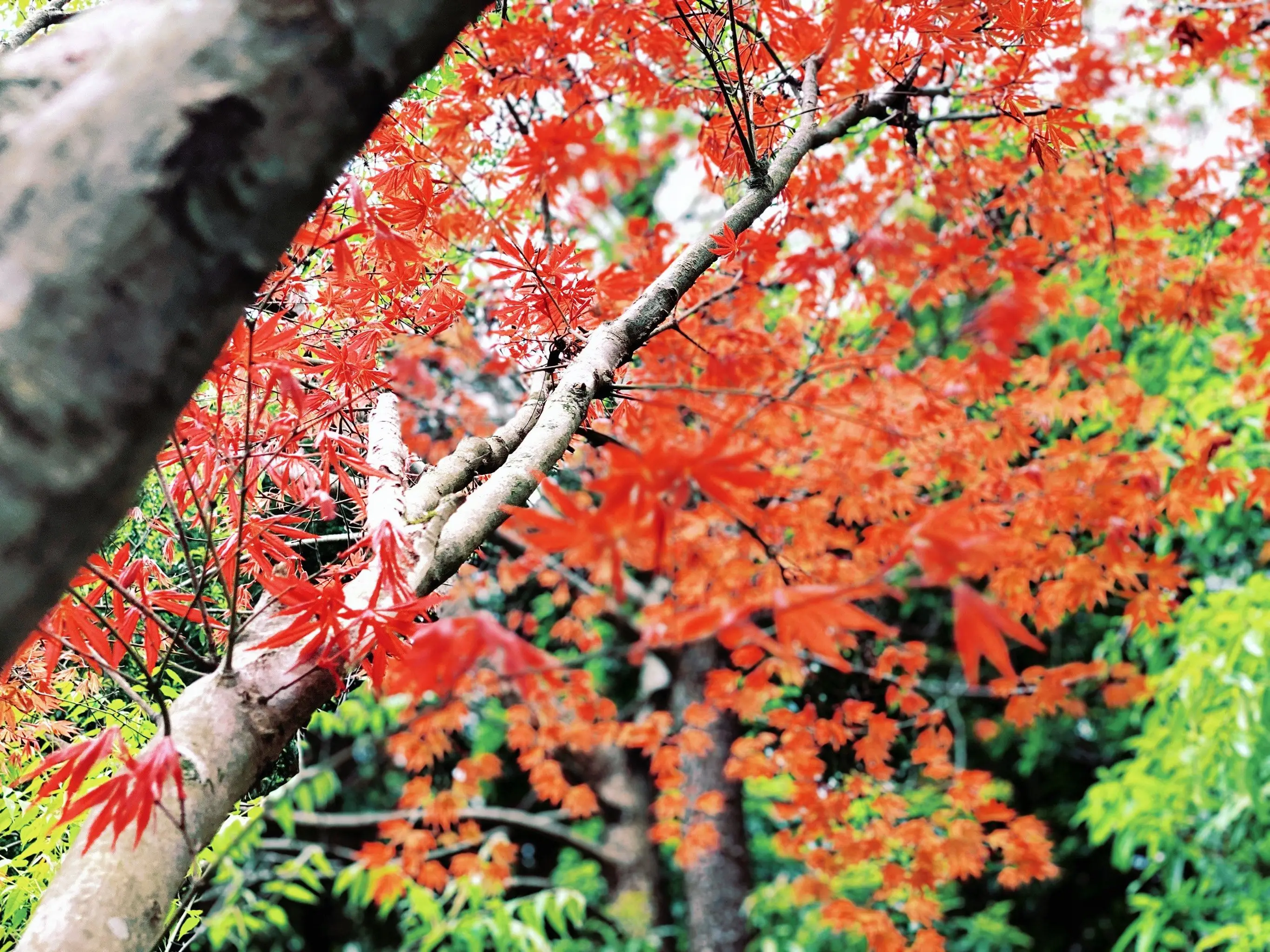 

700ml Pumpkin Copper Mugs Metal Mug Cup Stainless Steel Beer Wine Coffee Cup