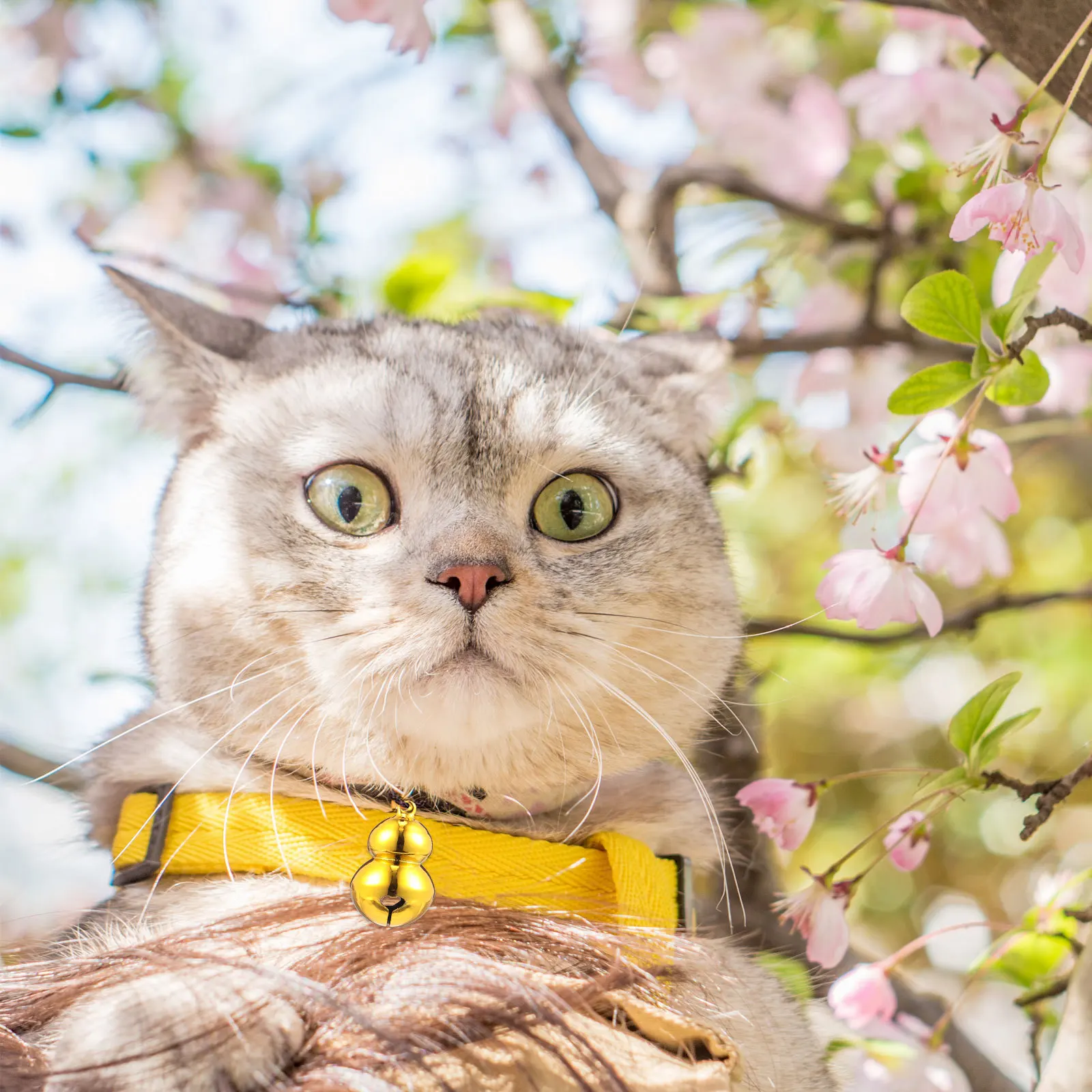 

5pcs Brass Gourd Bells Pet Collar Charms Small Lightweight For Cat Dog Christmas Tree Hanging Ornaments Pet Supplies Xmas Bells