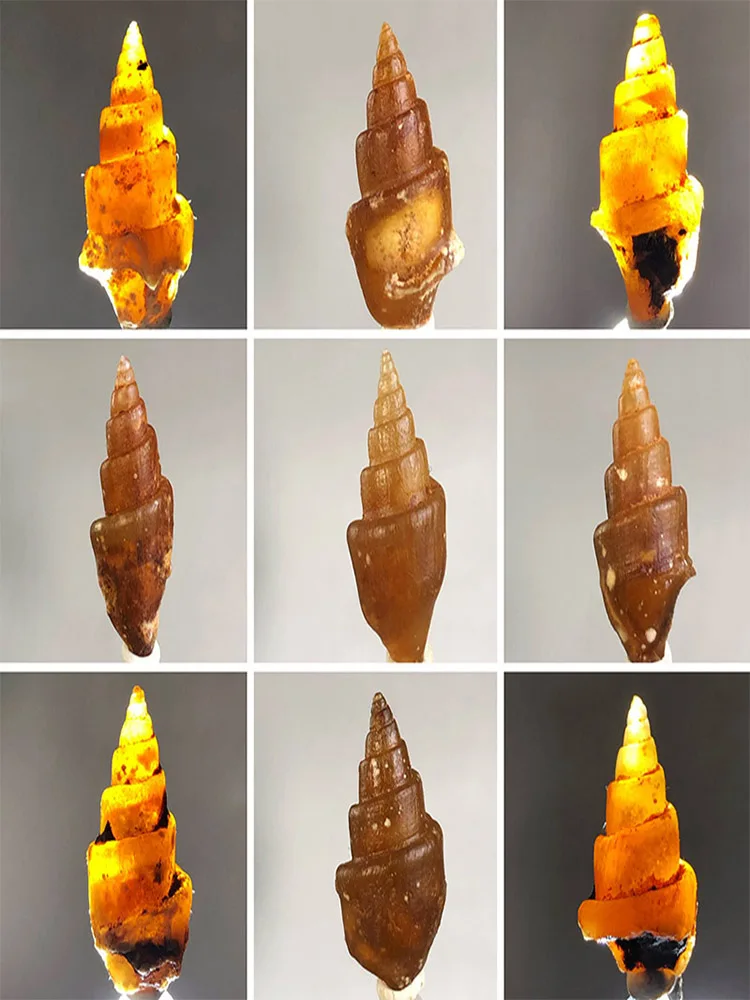 pedra-de-Agata-epitaxial-natural-especime-geologico-didatico-de-haliotis-marinho-biologico-antigo