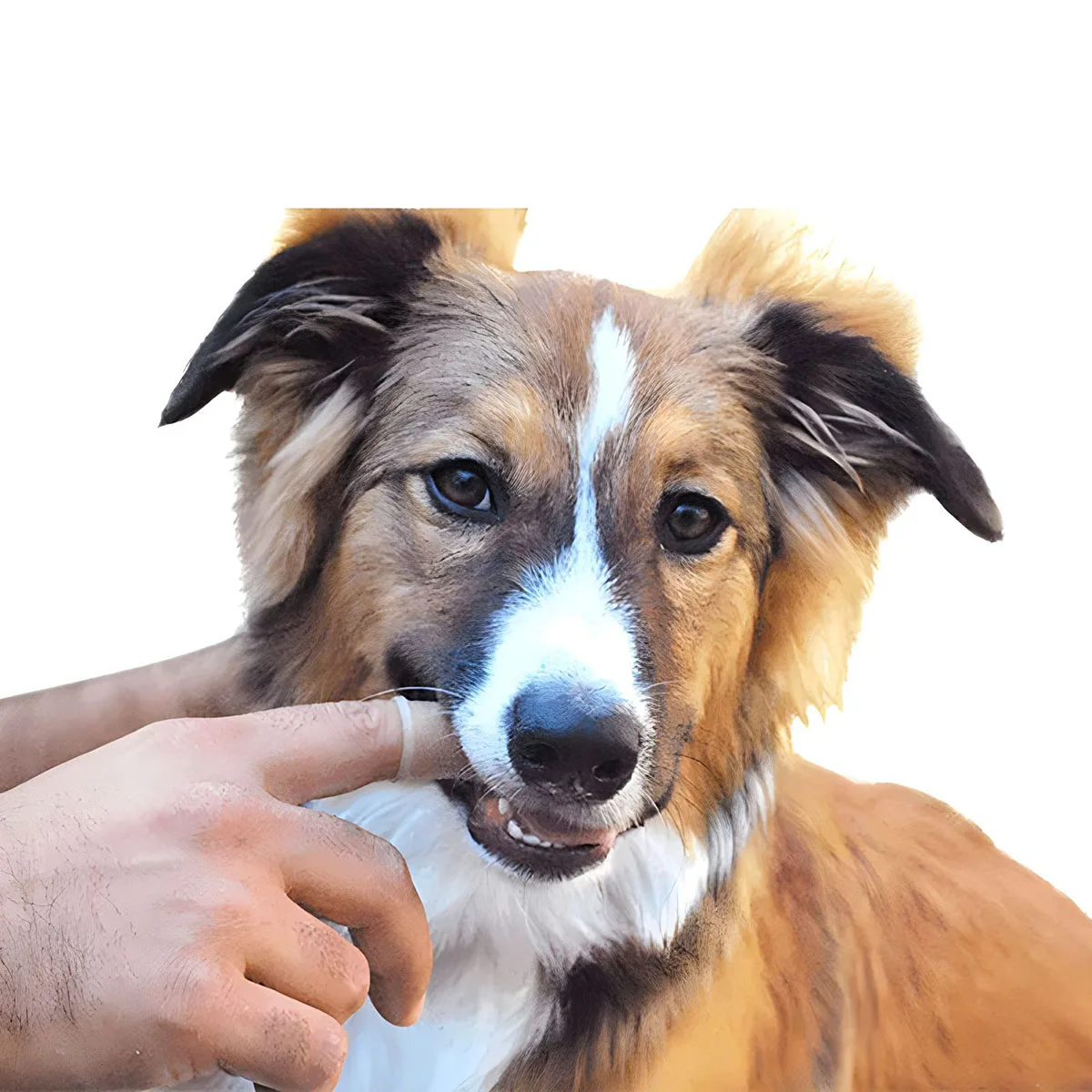 Pet Finger Toothbrush Cleaning Products for Cats and DogsOral Cleaning ToothbrushesSilicone Bristles image 3