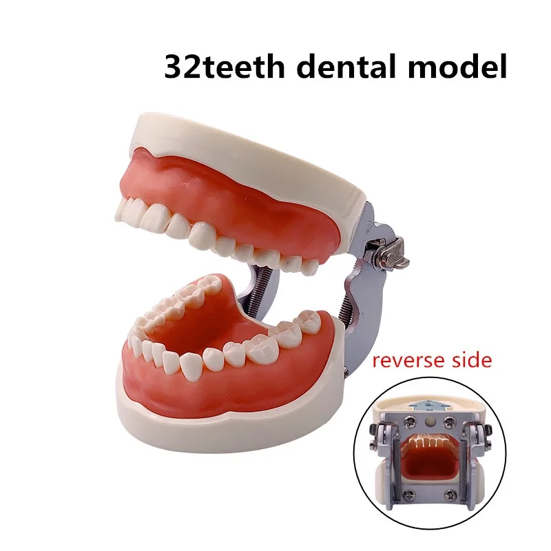 Model nauczania dentystycznego Model zębów standardowy Model z 32 wkręcanymi zębami demonstracja zębów szczęki Model Typodont do treningu