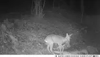 4K Wireless Trail Camera 50MP Night Vision Mini301S for Hunting Outdoor Wildlife Scouting Surveillance Photo Traps 6