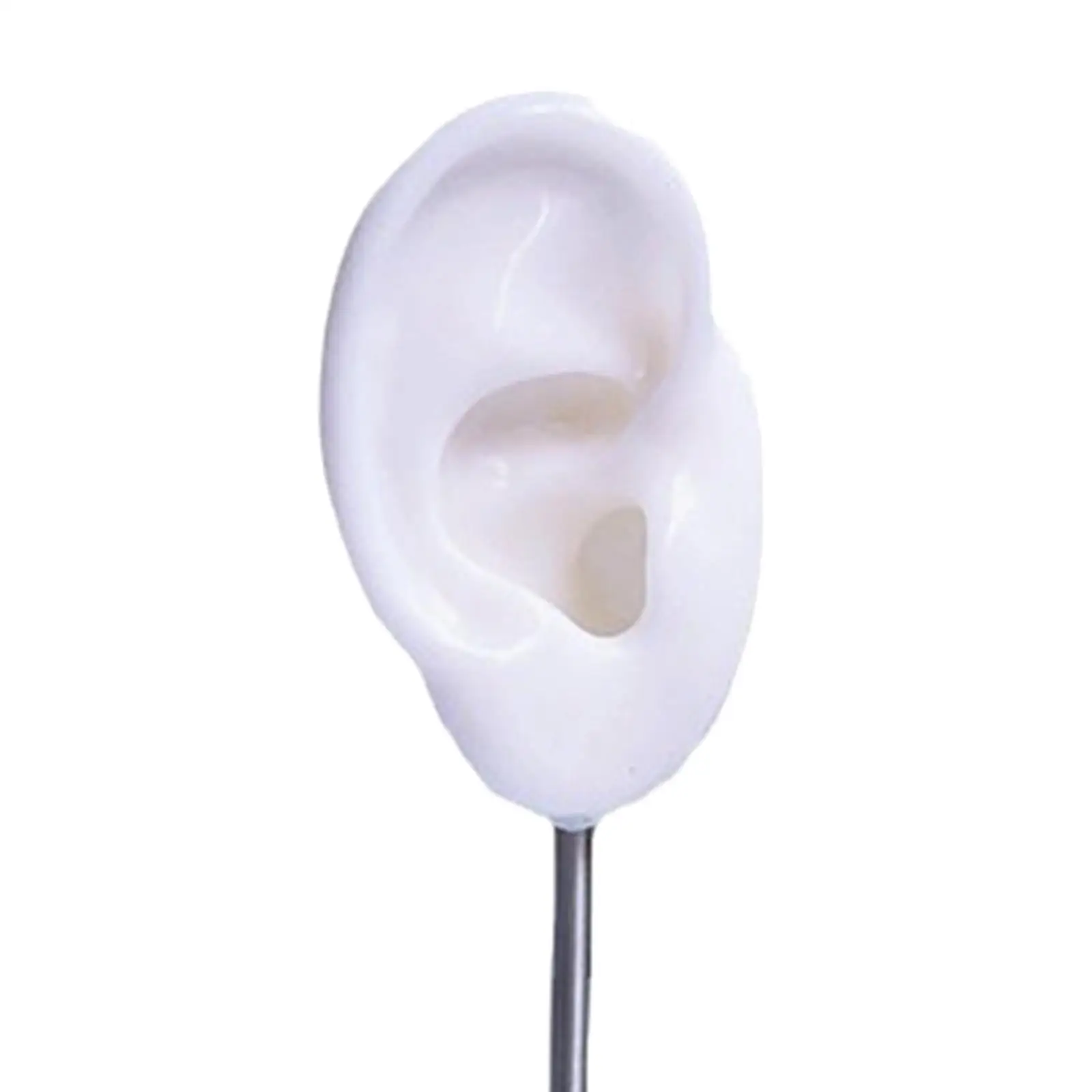Earring Display Stand Ear Shaped Holder Party Stable Earrings Organizer