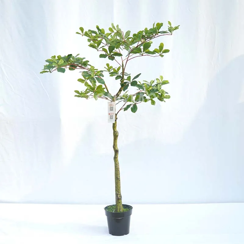 

custom.Customized Indoor Decorative Greenery Decorative Bonsai Trees Artificial Trees Artificial Green Plants Bonsai P