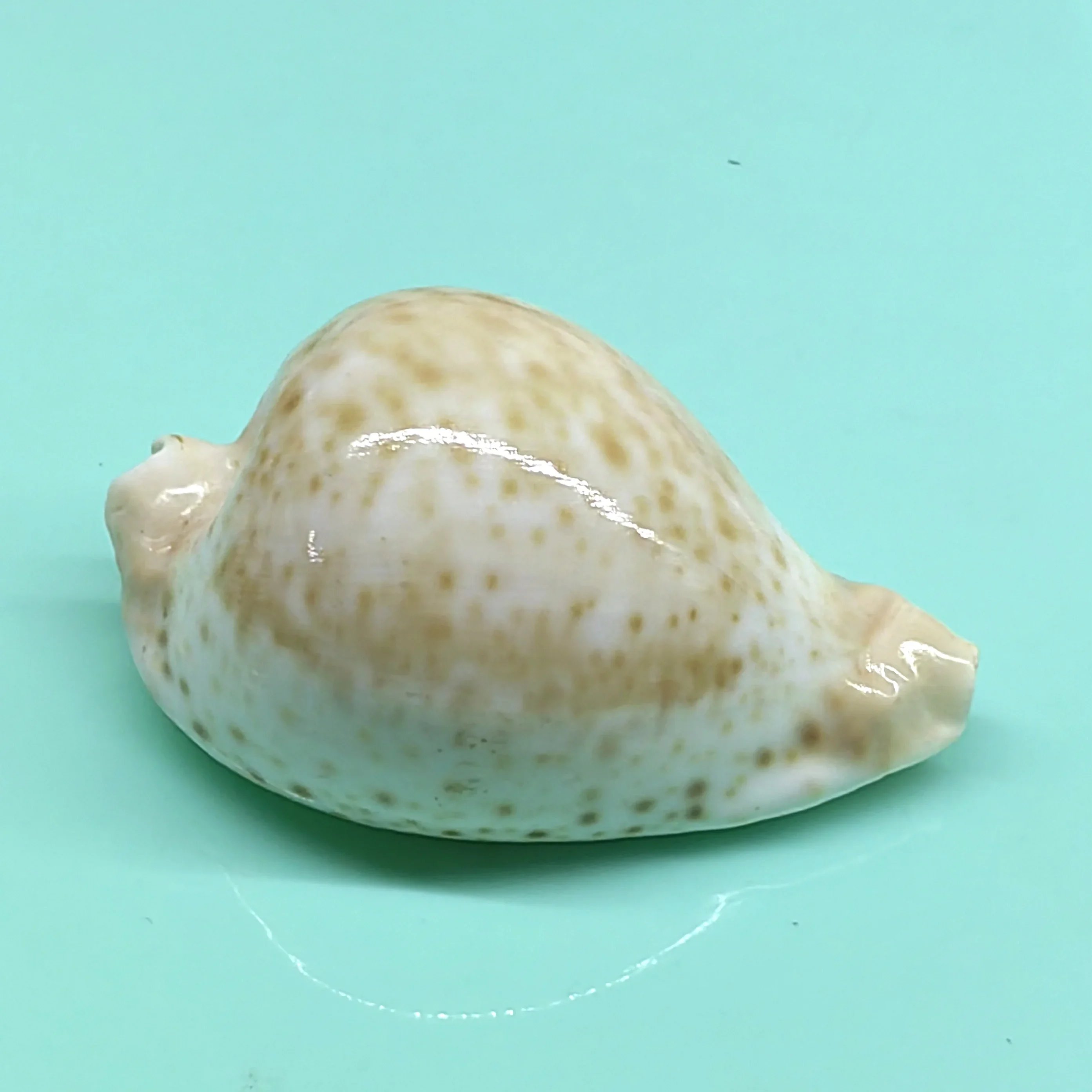 

9-10CM Cryptospira Stigata Natural Conch Shell Rare Specimen Fish Tank Landscape Drifting Bottle Material Nautical Home Decor