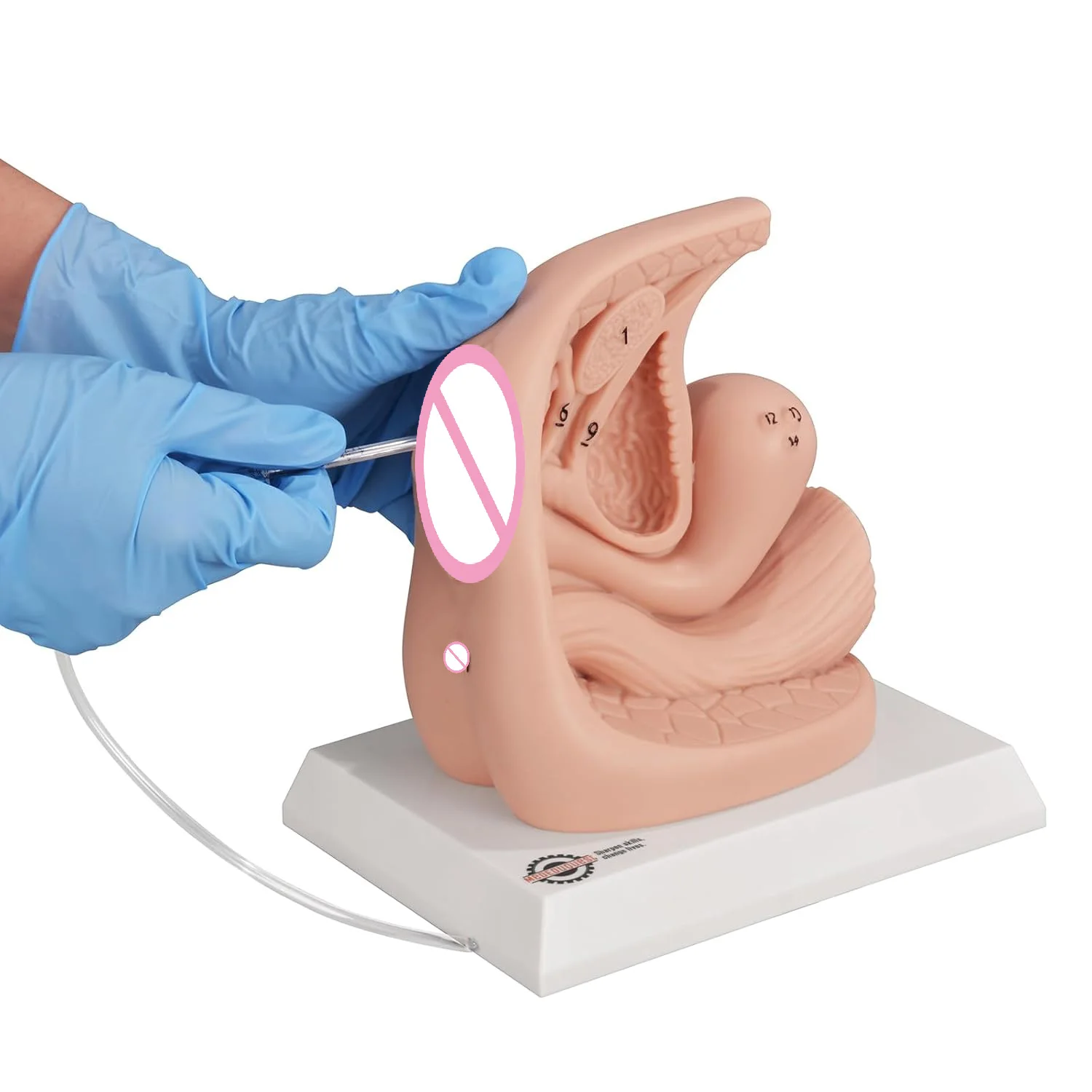 Female External Genital Anatomy Model Catheterization Insertion Trainer Kit for Medical Students Educational Demonstration