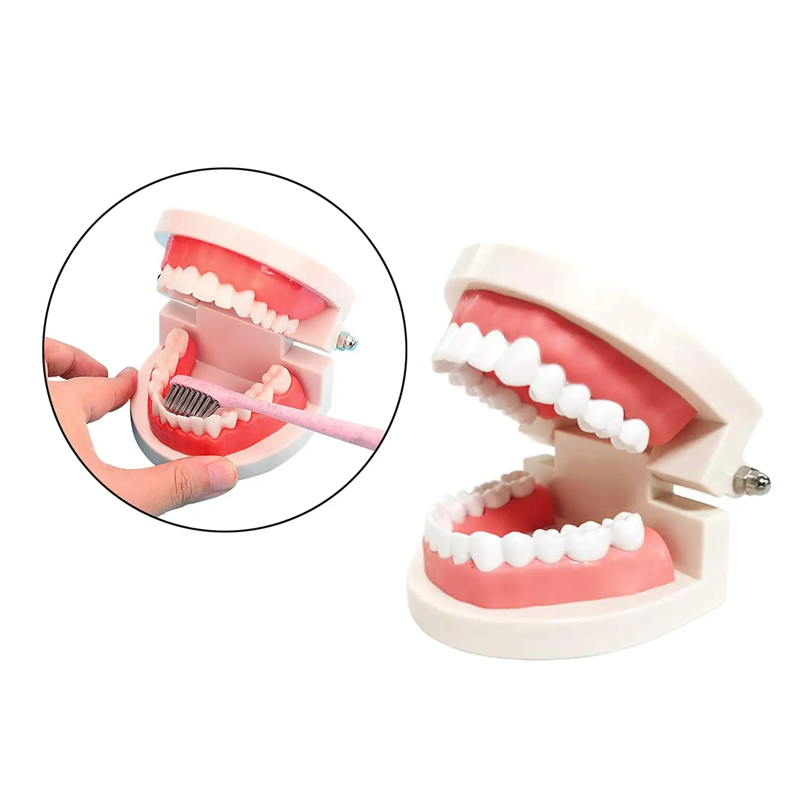 Dental Model Artificial Teeth Set for Children Tooth Care and Educational Practice at Home or School