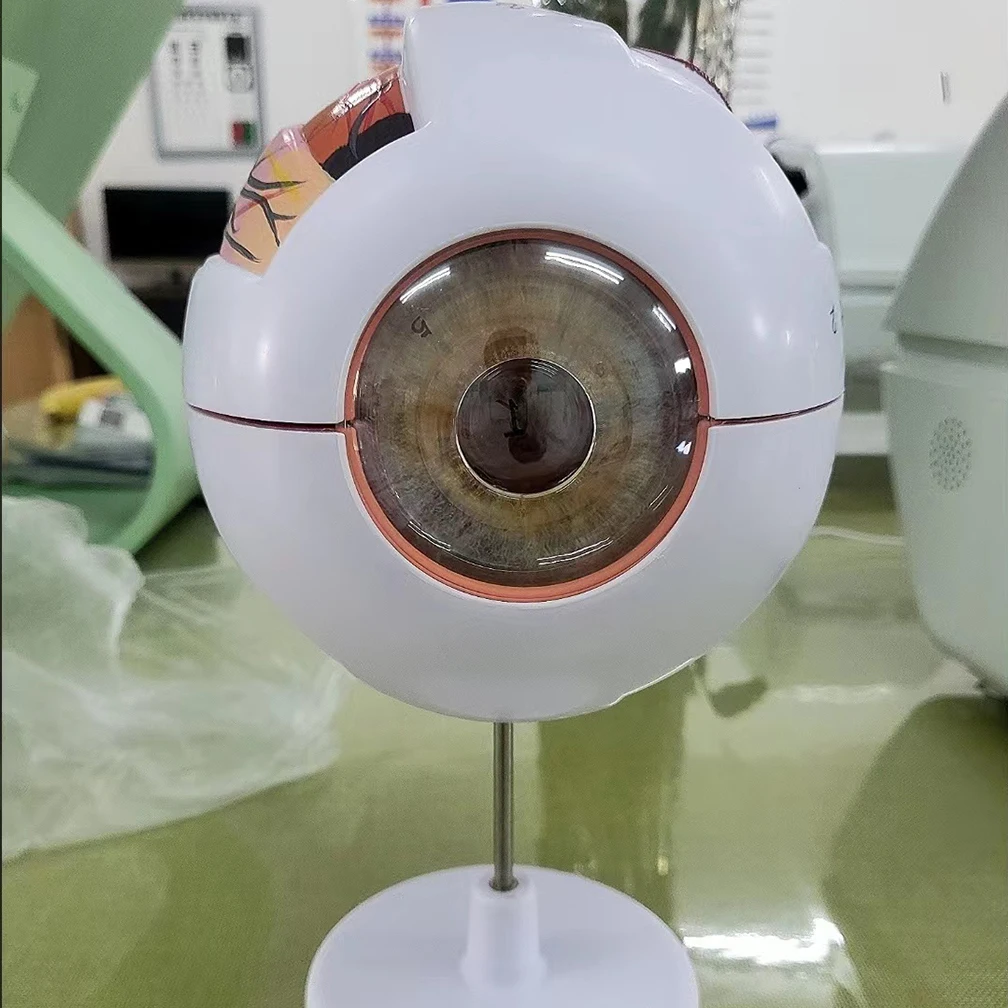 6X Enlarged Human Eyeball Anatomical Accurate Eye Model Shows Optic Nerves Cornea Iris Lens Vitreous Body With 6 Parts Wholesale