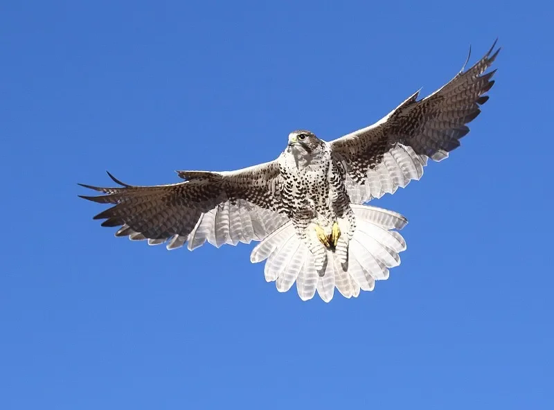 

UCX1801 1:18 Land Cruiser LC79 RC Crawler — 4WD Off-Road, 2,4 ГГц, матовая мощность, светодиодные фонари