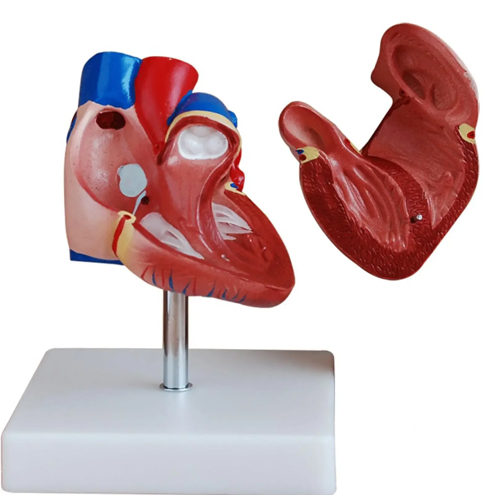 PVC Life Size Human Heart Anatomy Model 2 Part Cardiac Medical Learning Kit Male Genital Organ