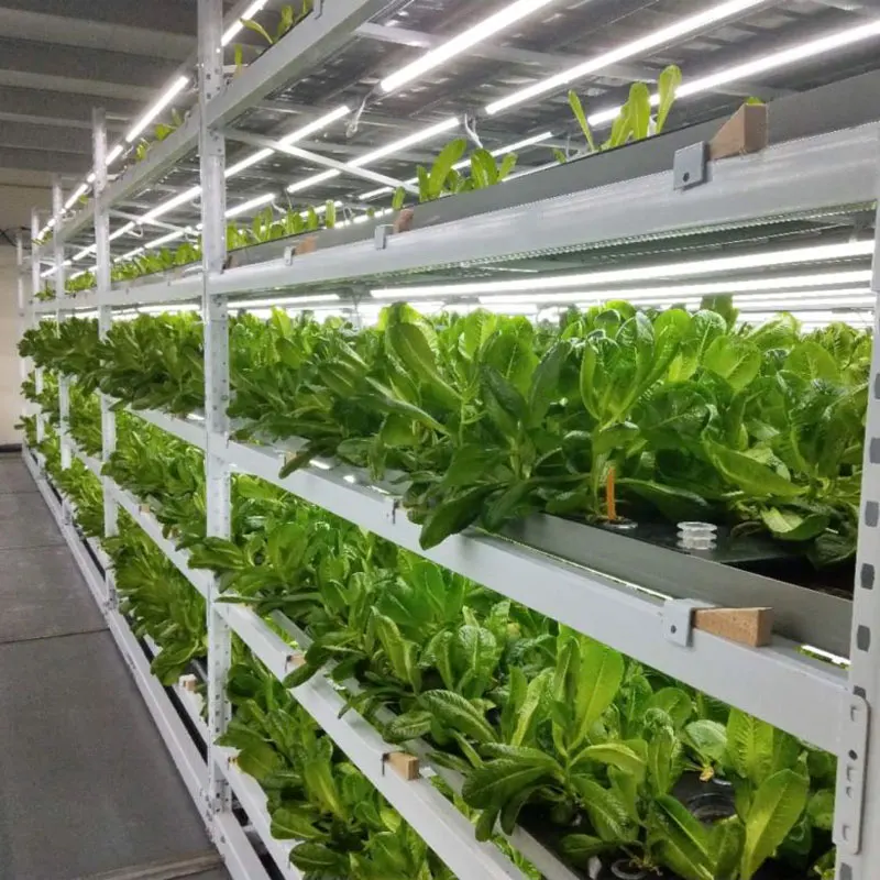 

Commercial Vertical Hydroponic System with LED Grow Lights Multi-layer Ebb & Flow System Kit Agriculture Hydroponics Grow Rack