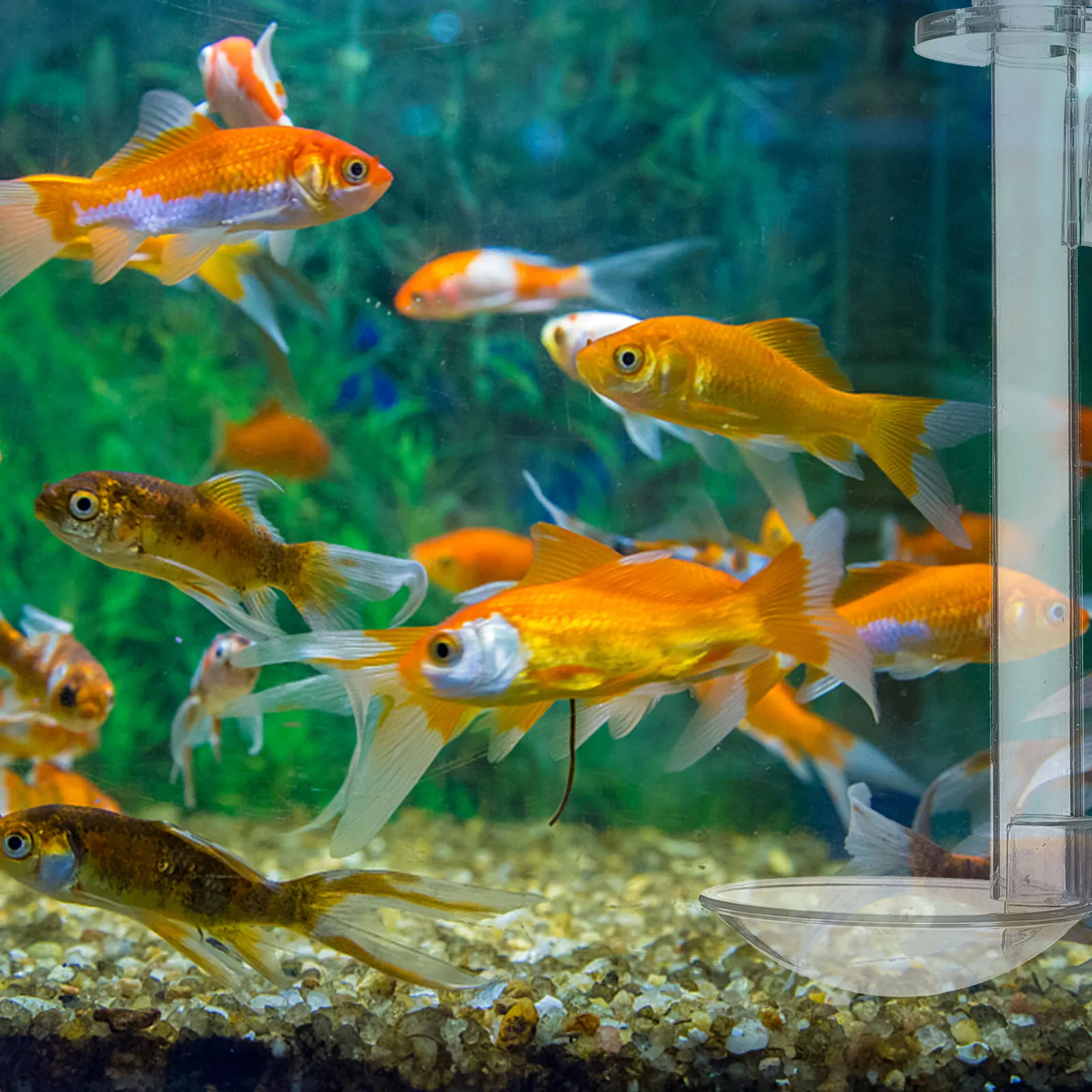 1 zestaw – rurka do karmienia – Aquarium Fish Betta recenzja i cena
