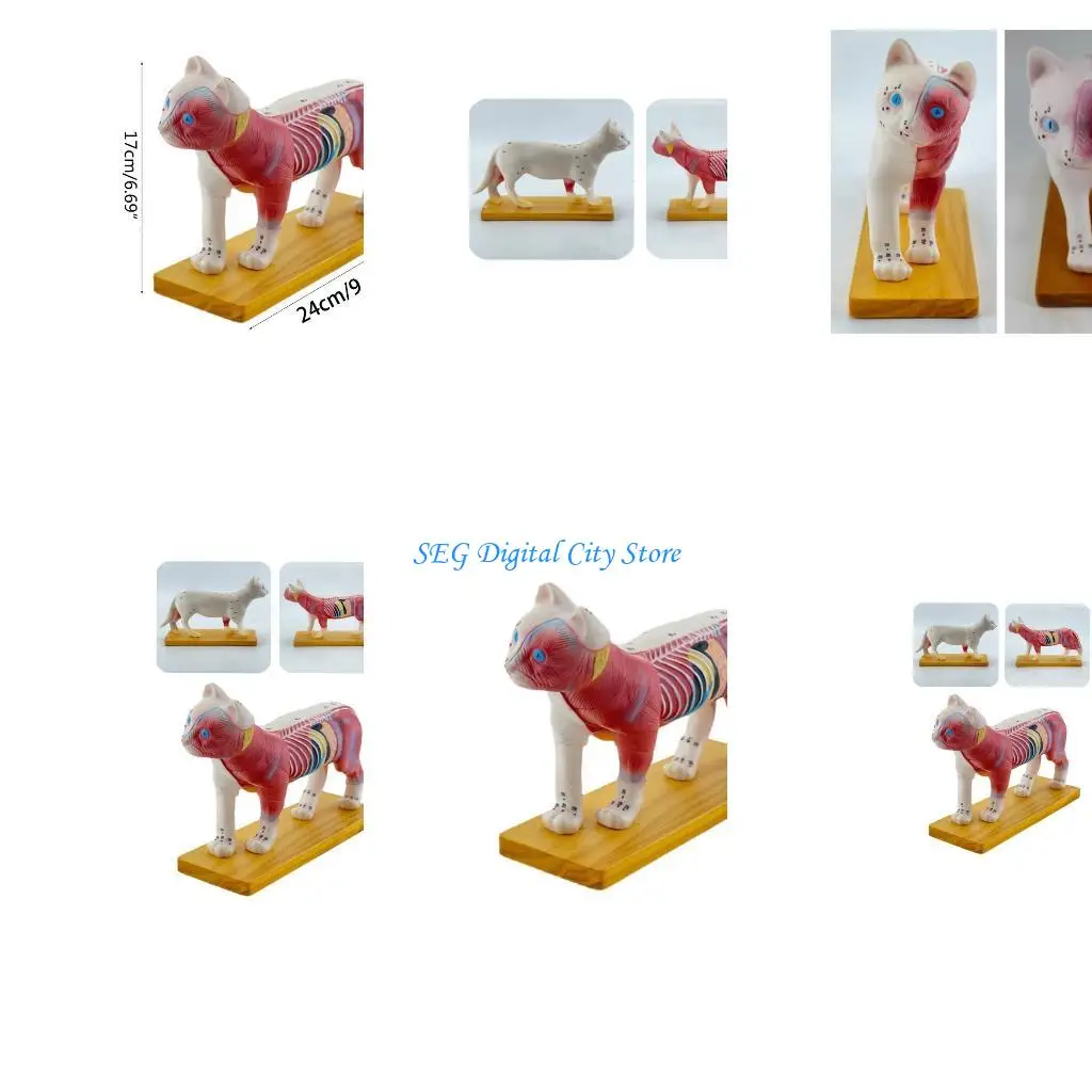 

U75B Анатомическая модель кошки для иглоукалывания и прижигания, Анатомическая модель животного Анатомическая модель кошки