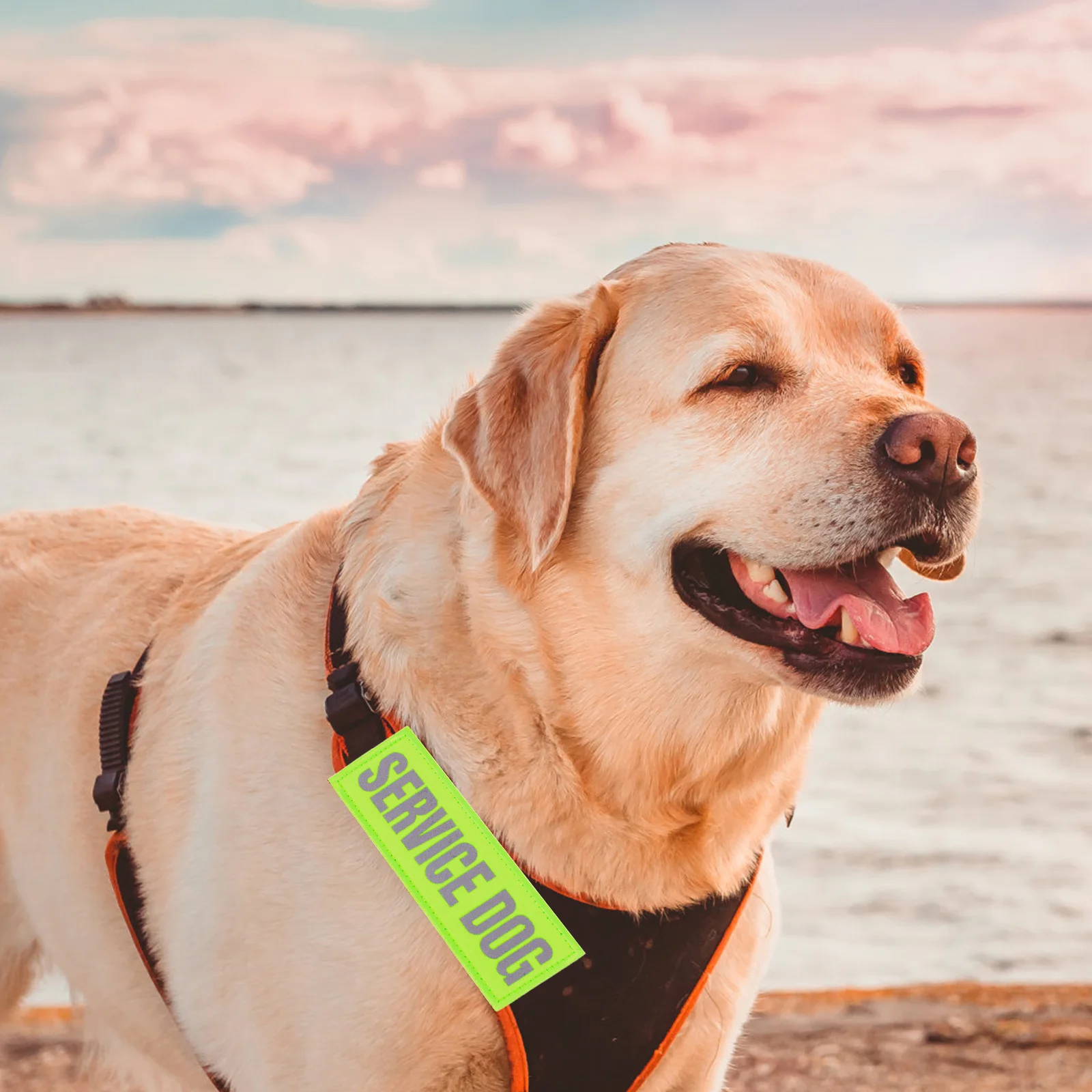 

4 Pcs Pet Harness Reflective Dog Patches Service Puppy Sticker Lightweight Comfortable Breathing Supplies Accessories Large Dogs