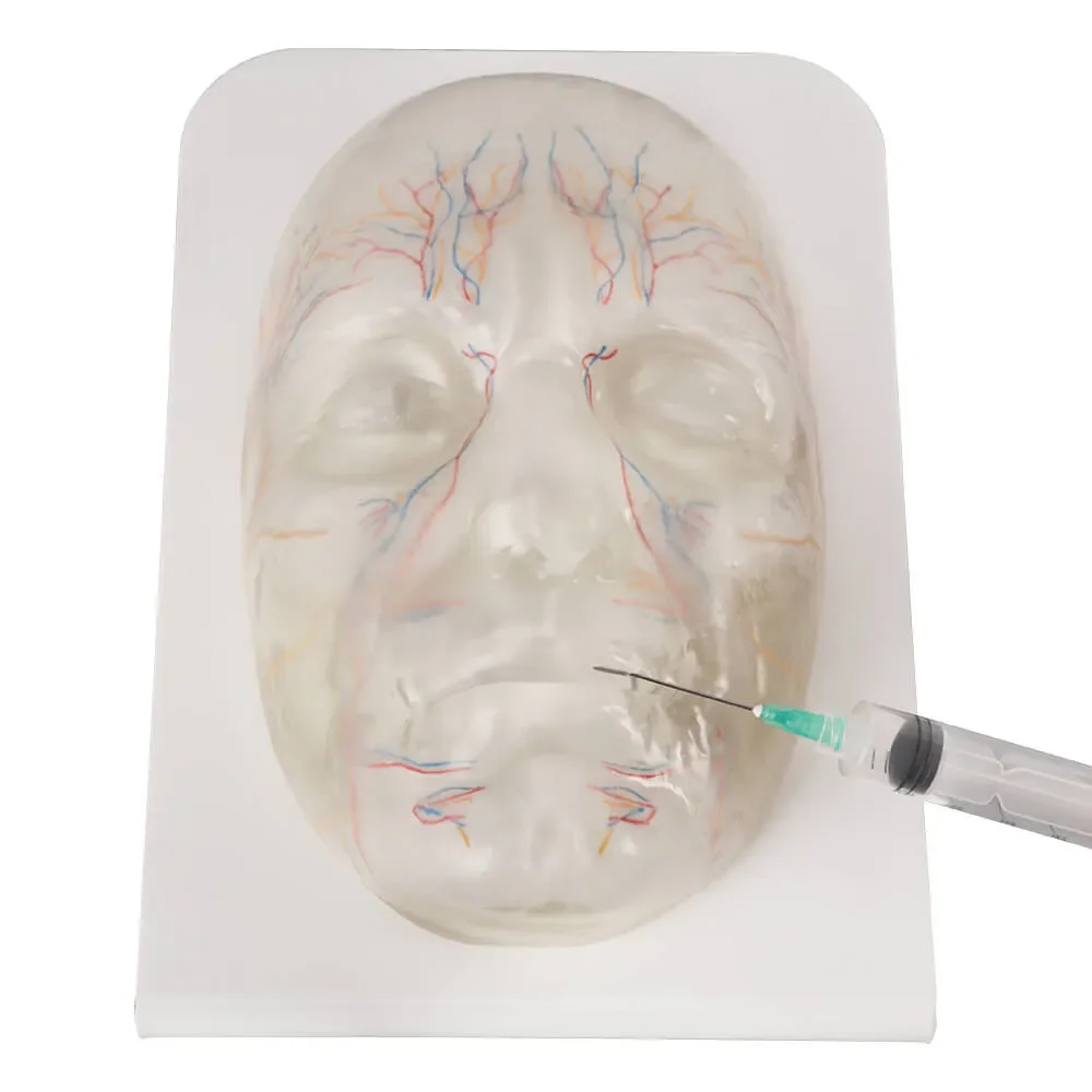 

Прозрачная тренировочная модель инъекций лица с сосудами и нервами