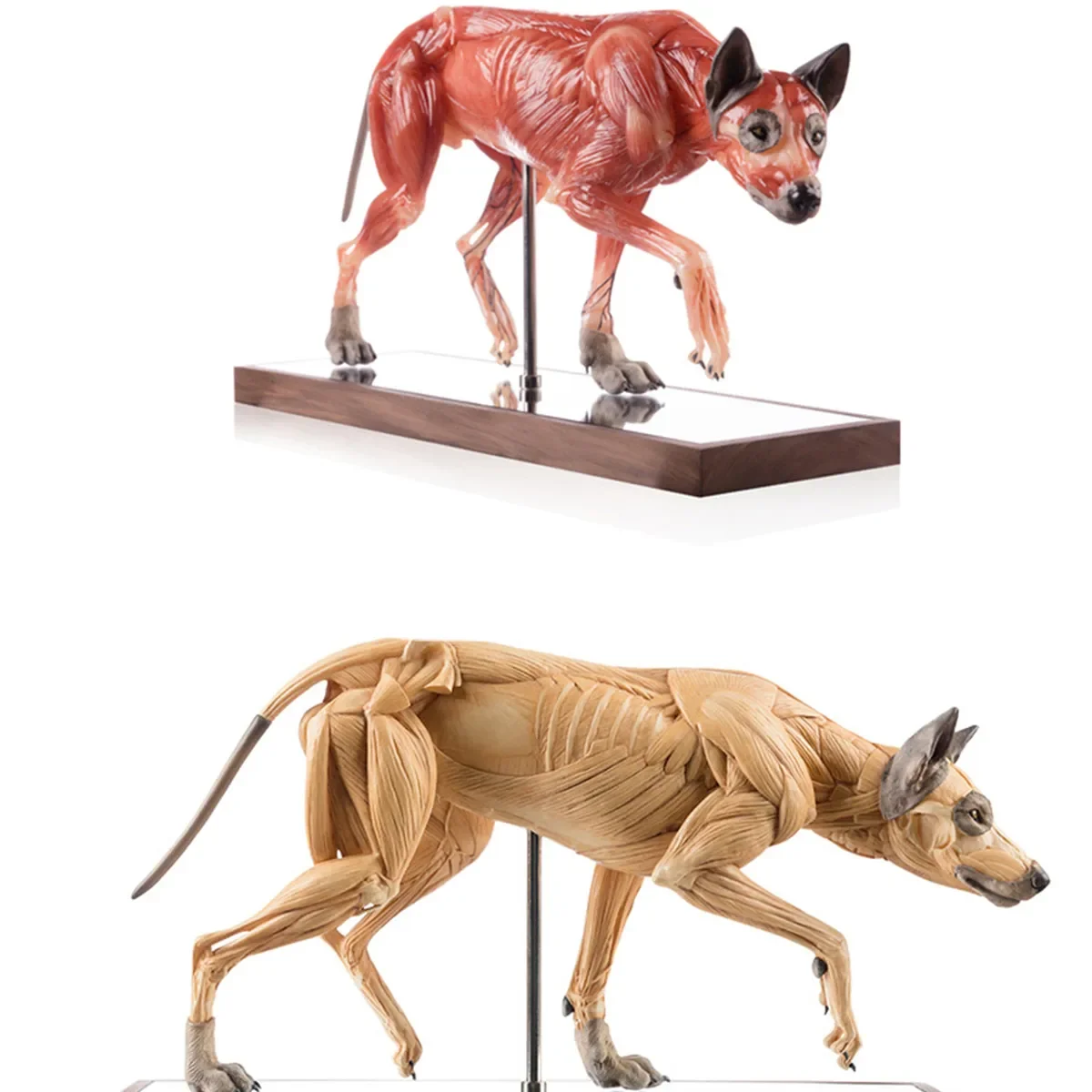 EVOLABORATORY 1/6 Colorful Wolf Muscle Anatomy Canis Lupus Model Animal Educational Realistic Scene Decor Collector Art Toy