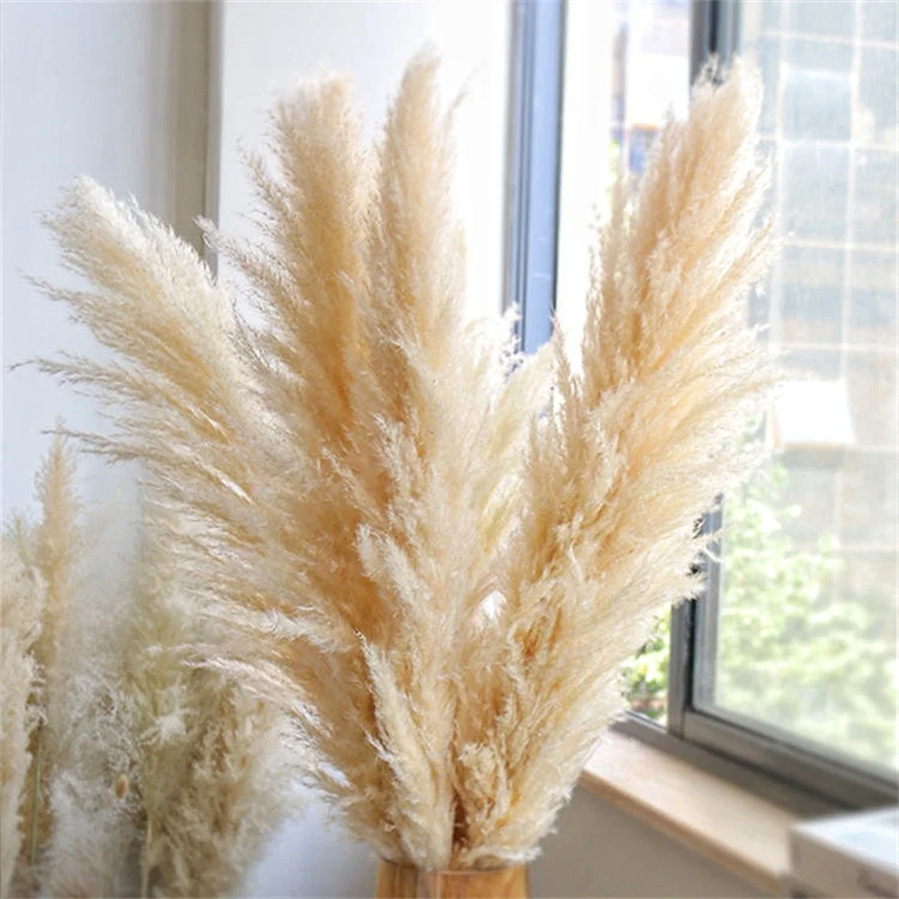 110 - 120cm velký sušené pampas tráva plume, načechraný, velkoobchod boho domácí dekorace, přírodní opravdový kvést, svatební dekorace, sad dekorace