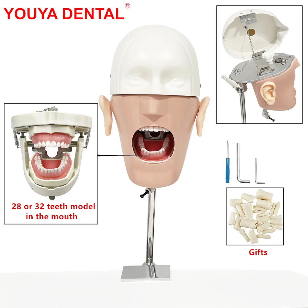 

Dental Training Manikin Phantom With Teeth Head Model Dental Simulator For Teaching Education Practice Studying Dentistry Unit