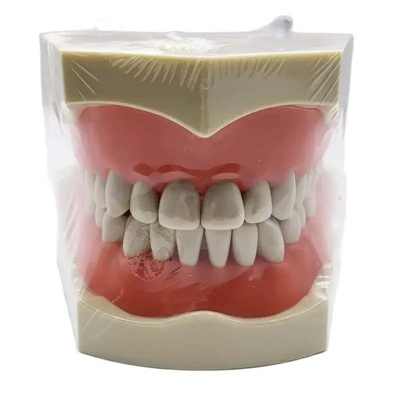 

M4030 Tooth Model Human Teeth Medical Science Education Model Oral Pathological Dental Model Be In Great Demand