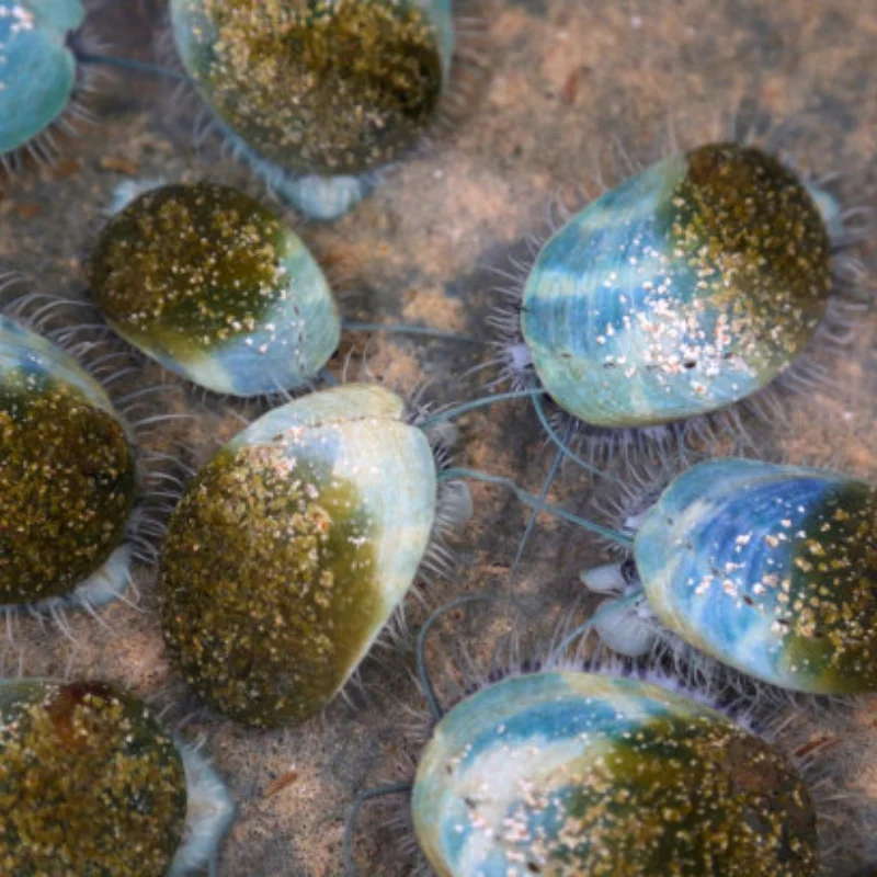 

2812 V2 FPV мотор 900KV/1115KV 3-6S бесщеточный для радиоуправляемого мультироторного самолета 7 "8" 9 "FPV дальний двигатель дронов DIY Запчасти