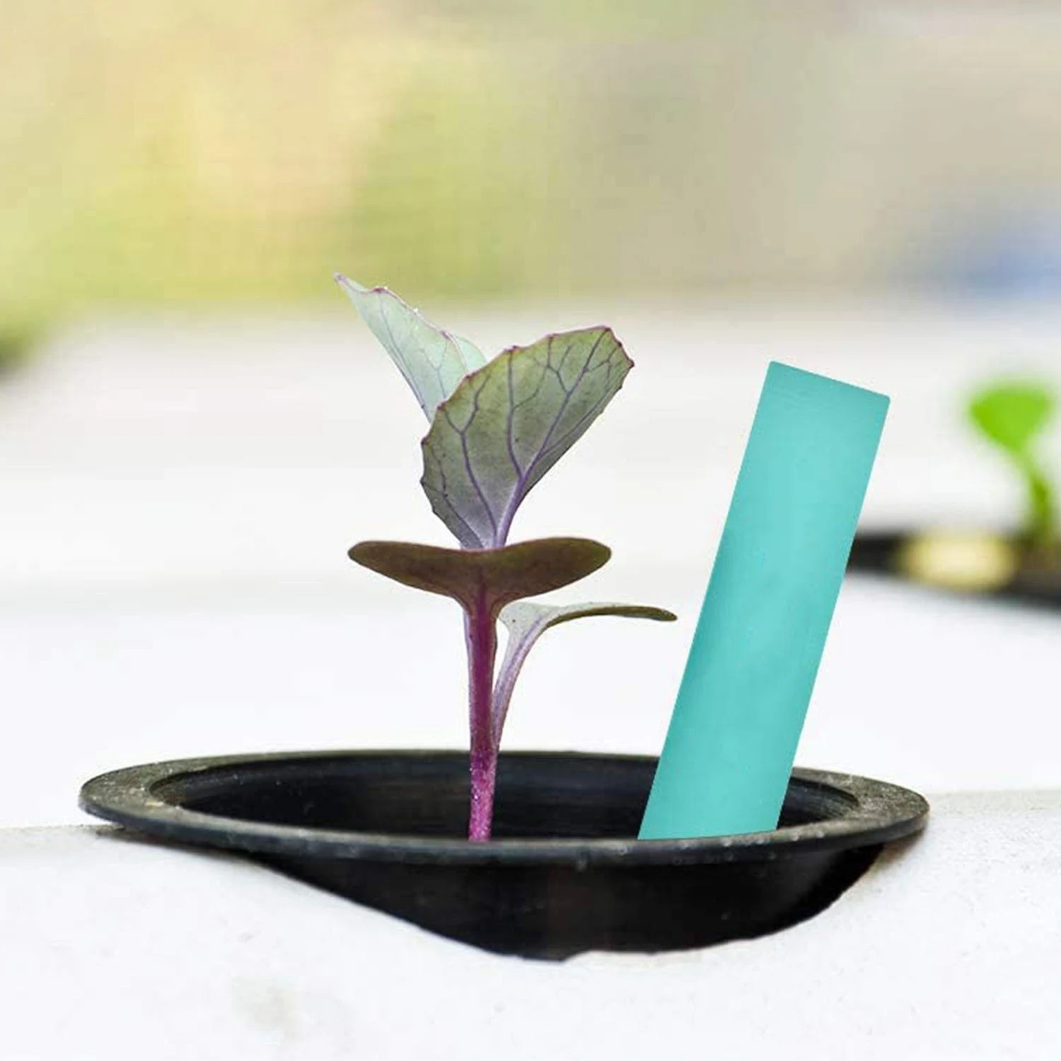 BFYL-100 حزمة 1.96 بوصة أكواب شبكية مشقوقة شبكة واسعة مرشح الشفاه مصنع صافي وعاء دلو سلة للزراعة المائية Aquaponics بساتين الفاكهة