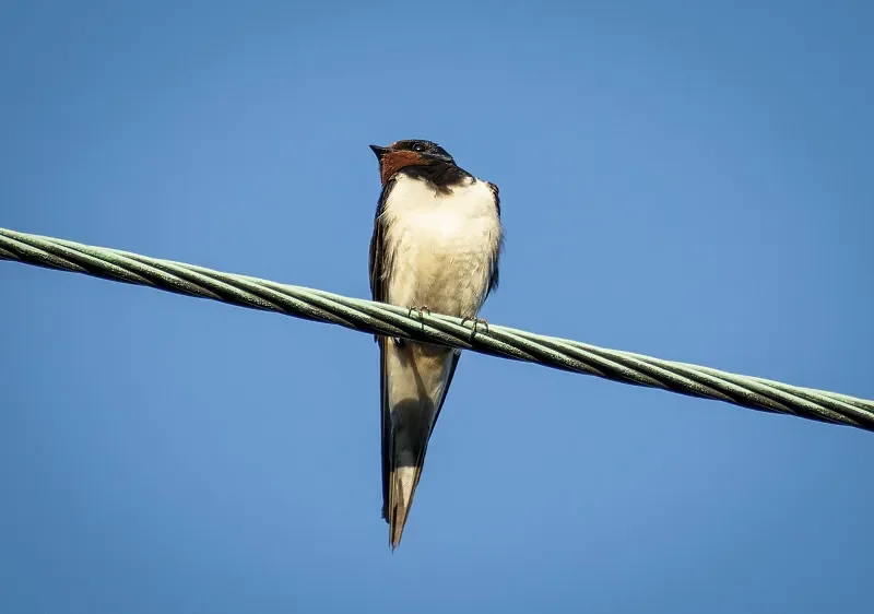 

Flywoo ROBO 1002 19800KV/23500KV FPV Двигатель — золотой/фиолетовый, для дронов Whoop и зубочисток