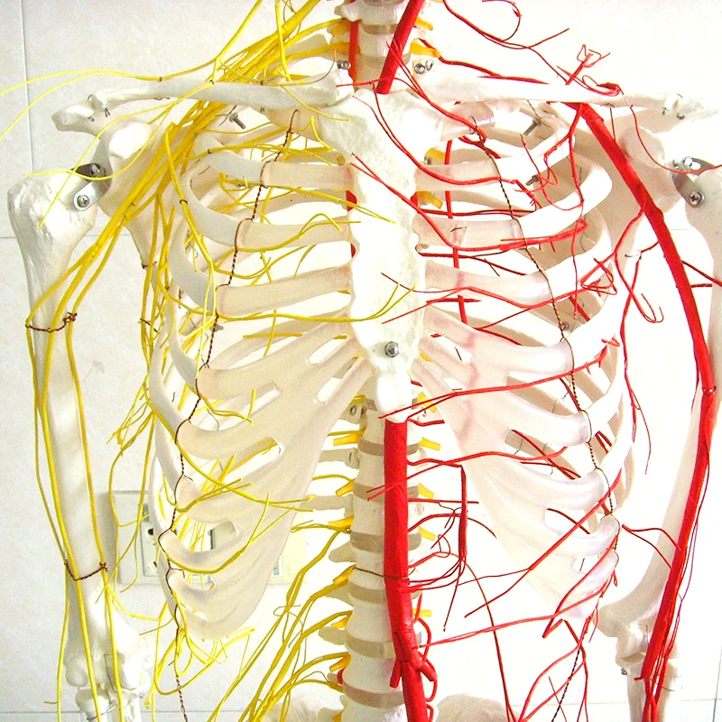 Lab Teaching Models Human 170cm Human Skeleton with Main Arteries and Spinal Nerves Skeleton of PVC