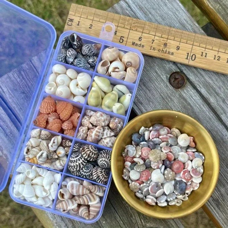 2 cajas de 11 variedades de colección de mini conchas de mar, especies mixtas para manualidades, joyería y decoración de acuario