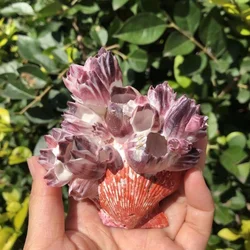 Big Purple Sea Lotus Natural Scallop Rattan Pot, Coral Fish Tank, Landscape Shrimp House, Shell Conch, Specimen Collection