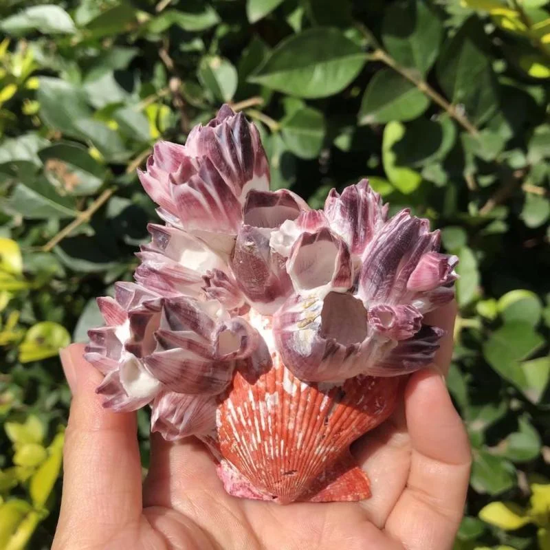 Big Purple Sea Lotus Natural Scallop Rattan Pot, Coral Fish Tank, Landscape Shrimp House, Shell Conch, Specimen Collection
