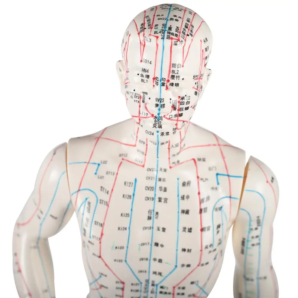 Acupuncture Model 48cm Female 50cm Male PVC Human Body Acupuncture Model Acupoint Model English Code and Chinese