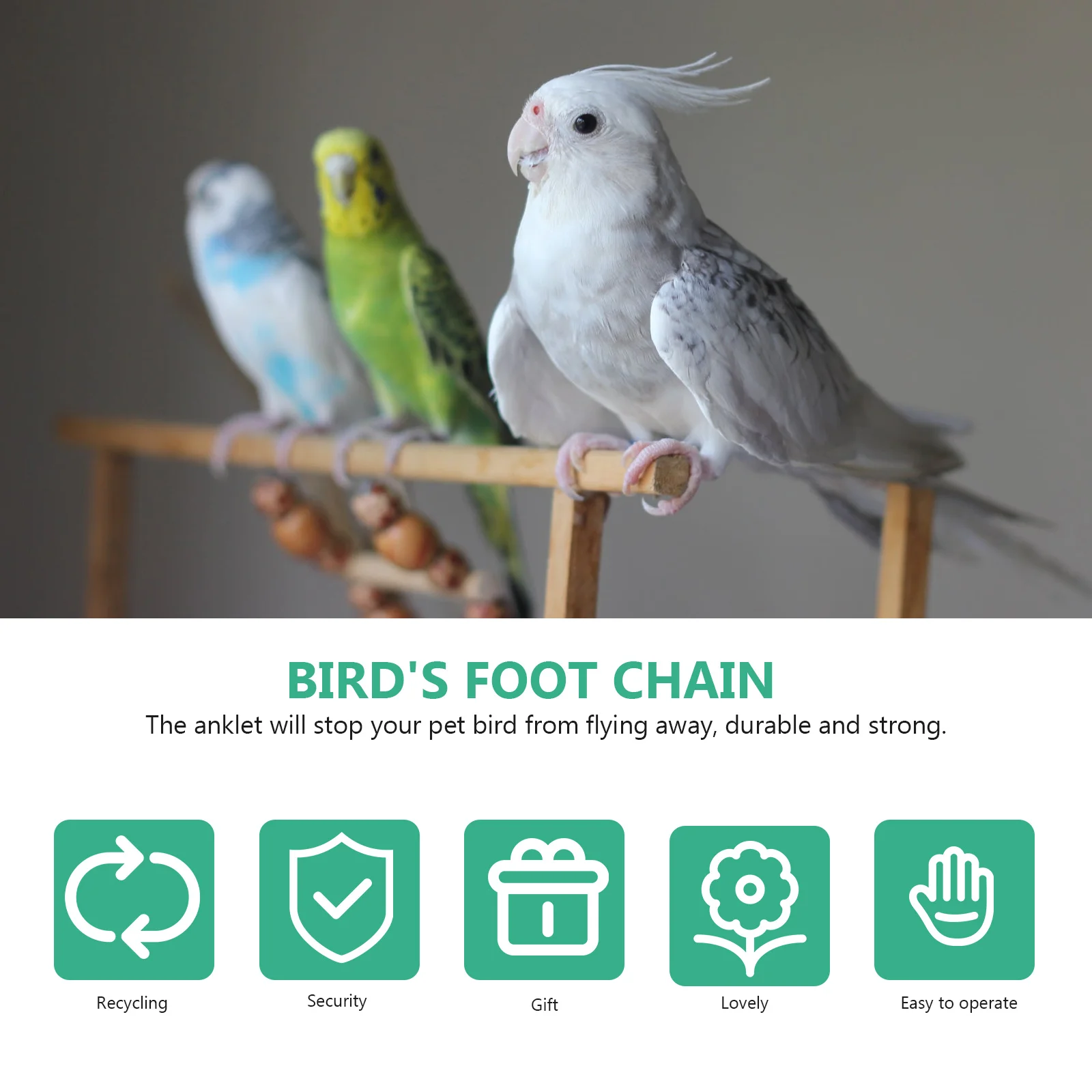 

Stainless Steel Parrot Foot Chain Premium Anti-Off Ankle Ring for Birds Long-Lasting Training Use Bird Foot Leash Accessory