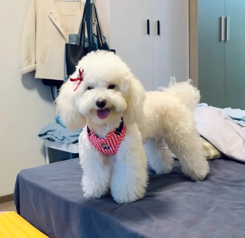 Thumbnail 3 - #53 Best Puppy Harnesses to Buy In 2026