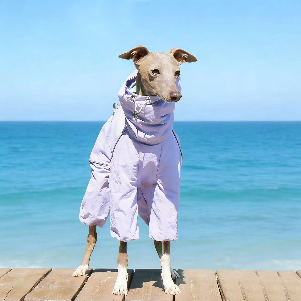 Cortavientos impermeable para Galgo Español y Whippet – Ajustable verano