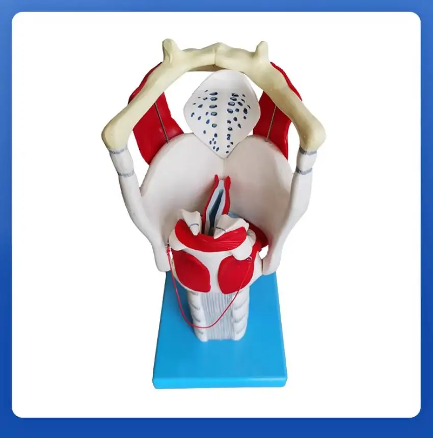 3X Enlarged Larynx Anatomy Model with Thyroid Nodules for Medical Training
