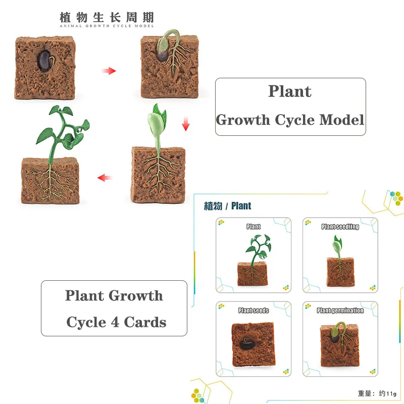 โมเดลการเติบโตของสัตว์ขนาดเล็ก ตัวละครแอคชั่น กบ เต่า ไก่ การ์ดวงจรชีวิตสัตว์ ของเล่นเสริมพัฒนาการเด็ก ของตกแต่ง