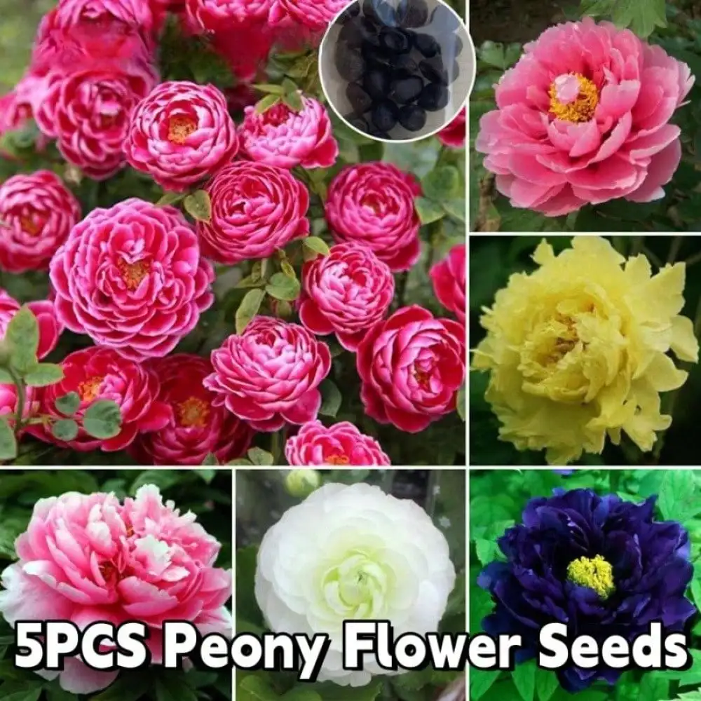 

Peony Flower Seeds-Multicolor Peony Seeds For Plangting|