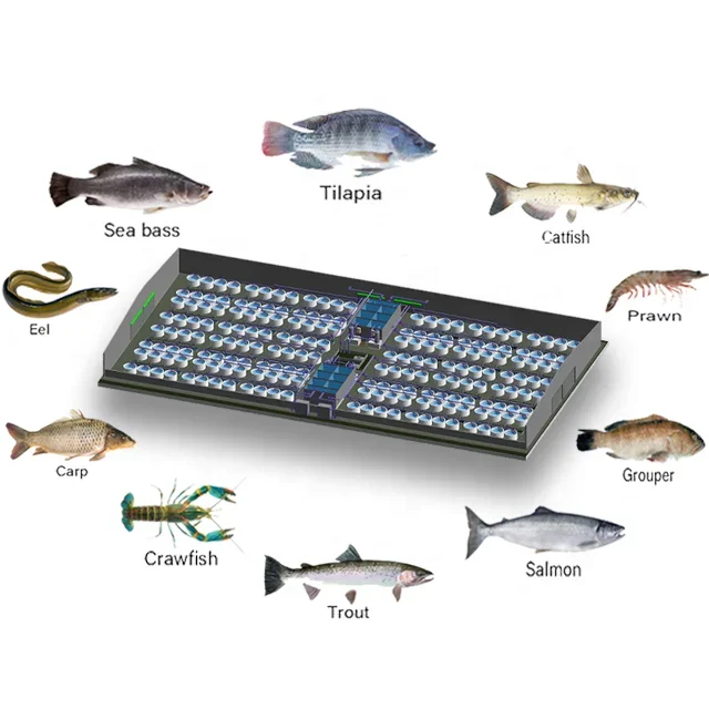 Professional RAS Tilapia Fish Farming Equipment Aquaculture System with Customized Commercial PP Fish Farming Tank