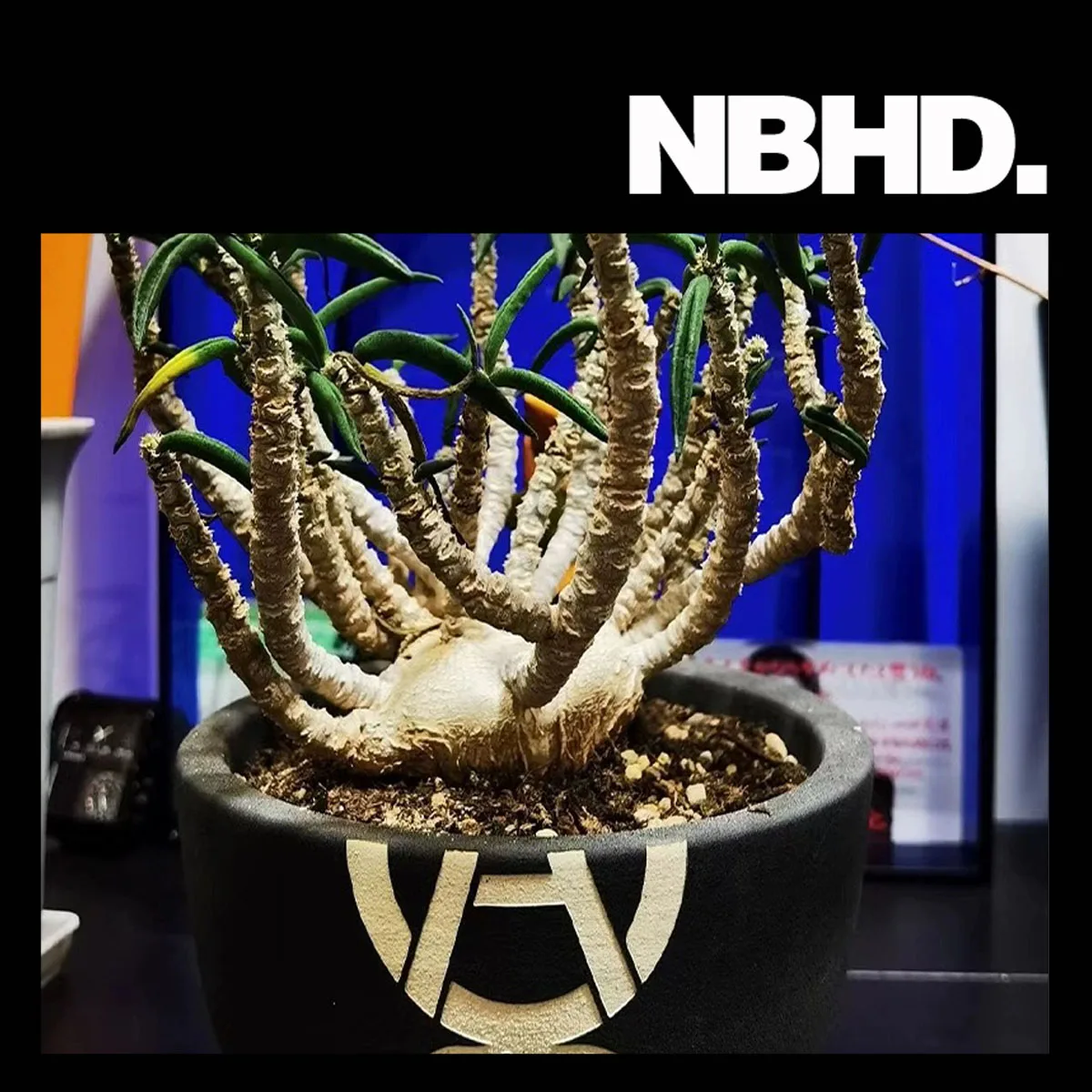 

NBHD root plant agave turtle shell dragon root SRL flowerpot ceramic