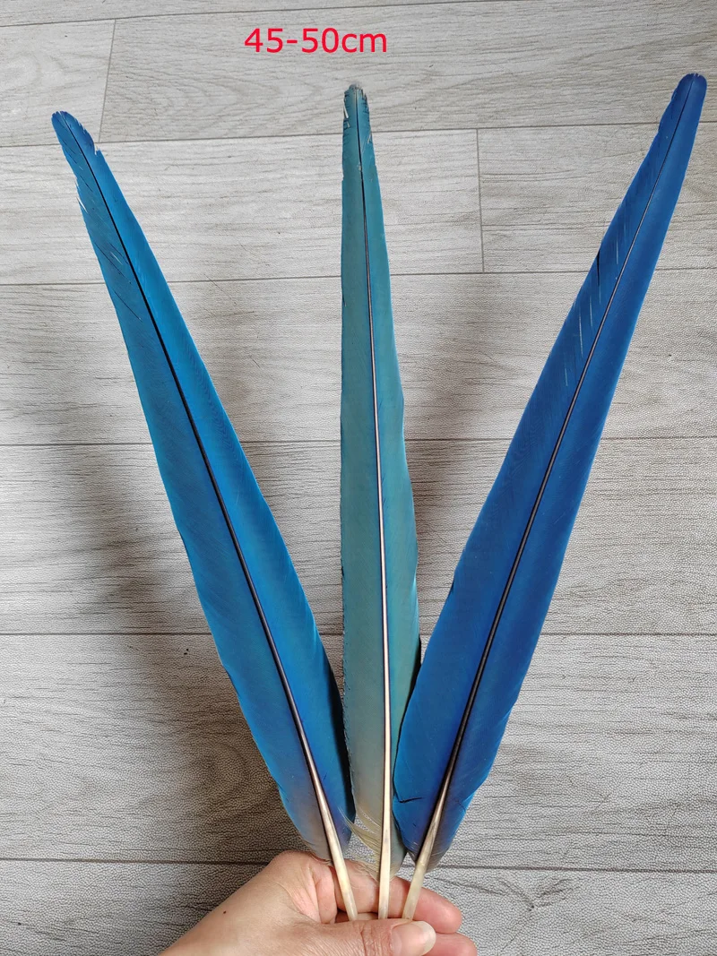 

Rare! 3Pcs Two Tone Parrot Tail Feathers,Natural Shedding Collection Long Blue Parrot Feathers,35-50cm long